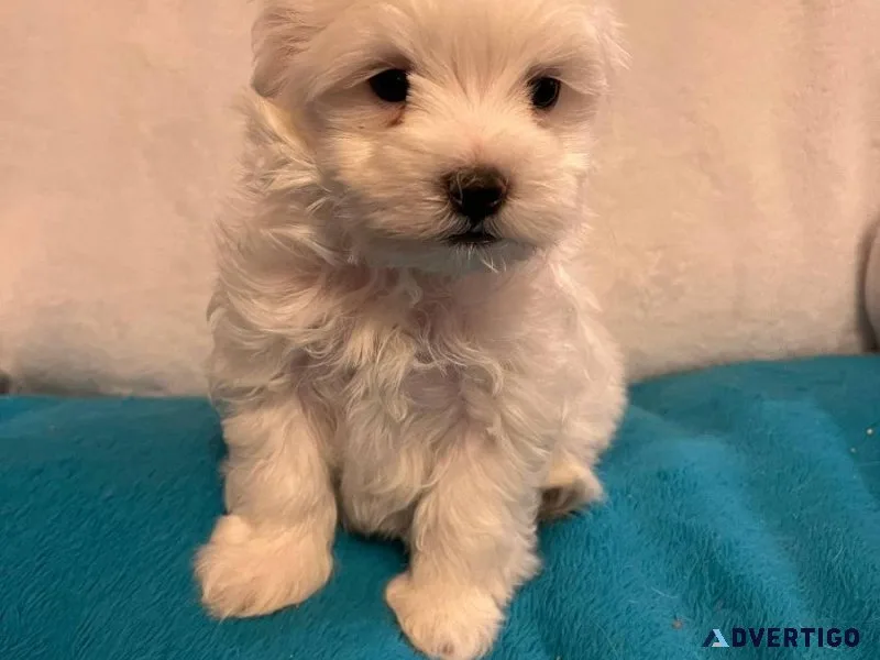 Male and Female Maltese puppes