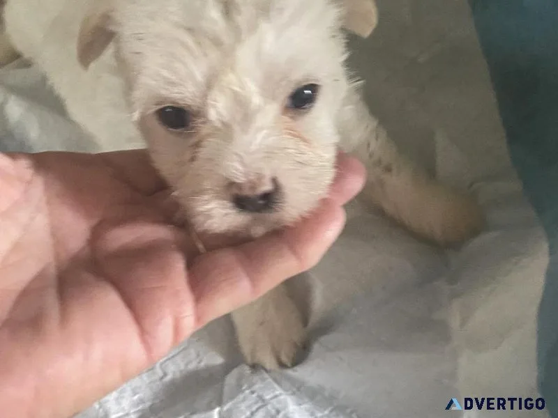 Malchi pups