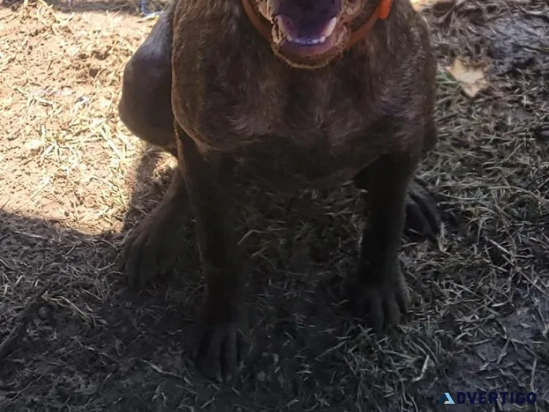 German shorthaired pointer