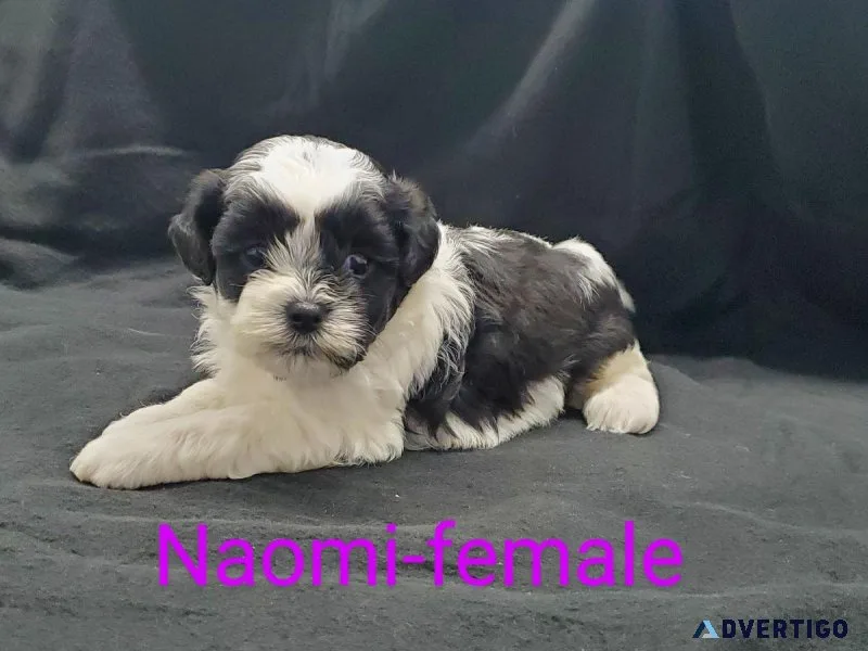 Shihpoo puppies
