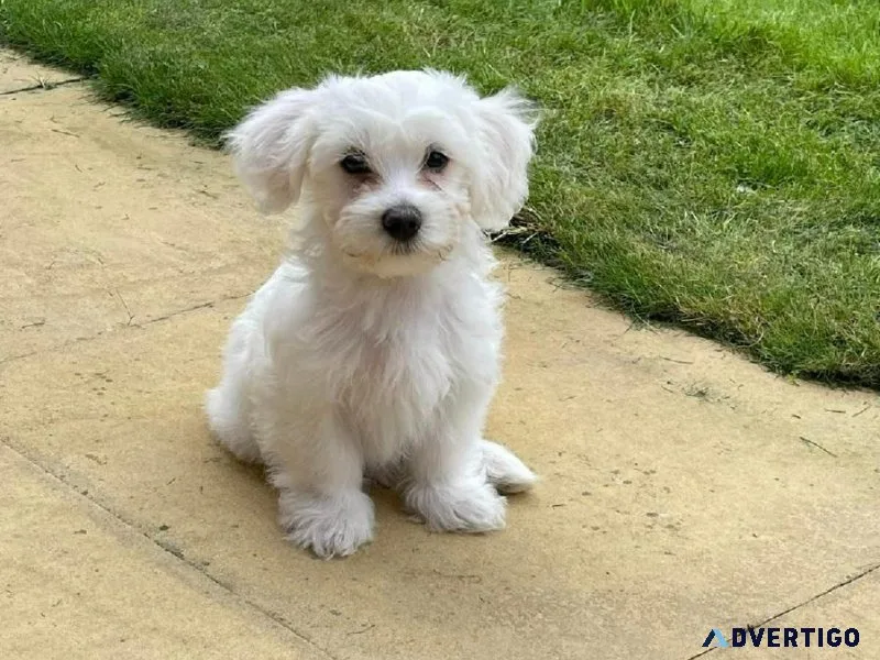 Maltese puppies are available in colors- BreednBreeder