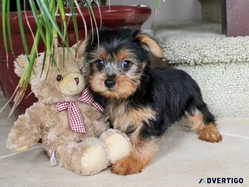 Cute Yorkshire Terrier pups