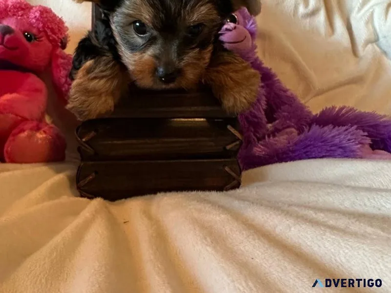 Friendly Yorkshire Terrier pups