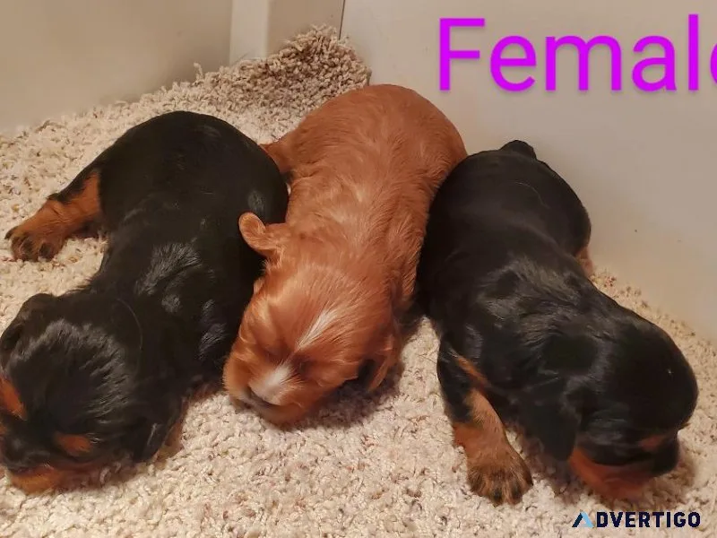 Cavalier King Charles Spaniel