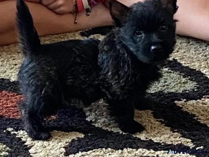 AKC Cairn Terrier puppies available now.