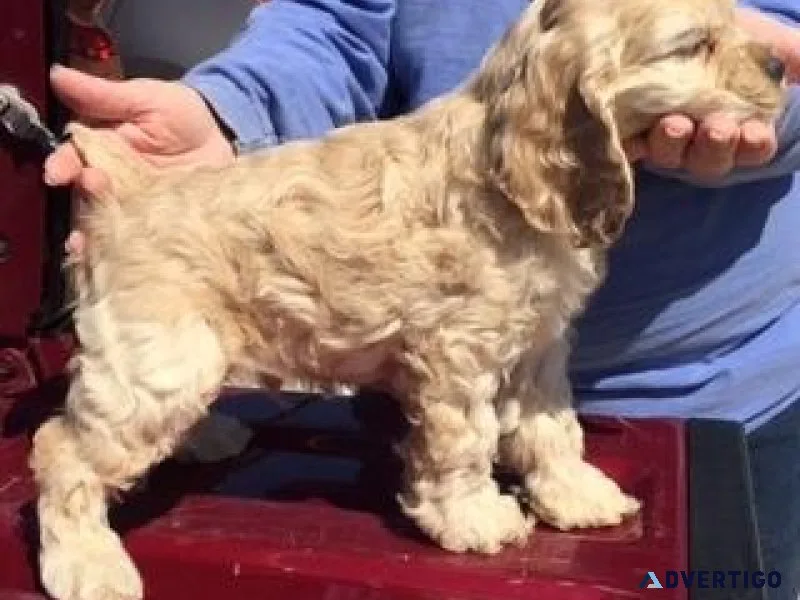Gorgeous Cocker Spaniel Puppies Ready-to-go