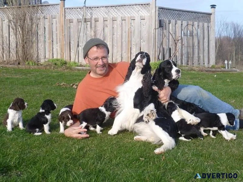 Well Socialized English Springer Spaniel Puppies ready