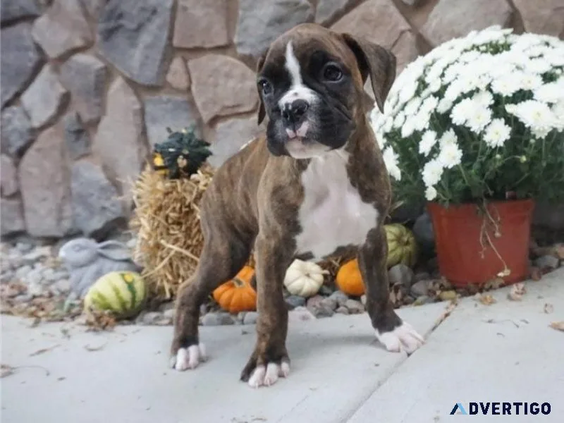 Amazing Litter of Boxer puppies Available Now