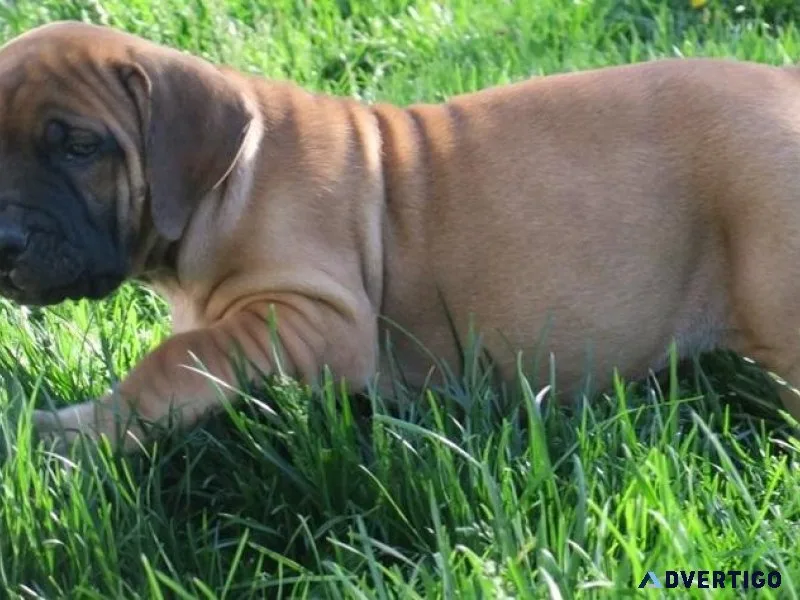 Home raised South African Boerboel puppies