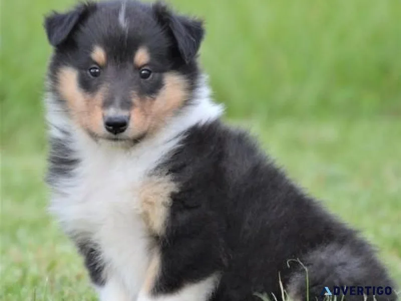 Amazing Collie puppies for lovely homes