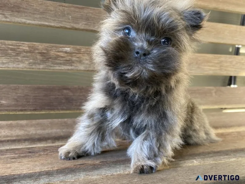Tiny Shih Tzu female puppy - Denalia  R A R E