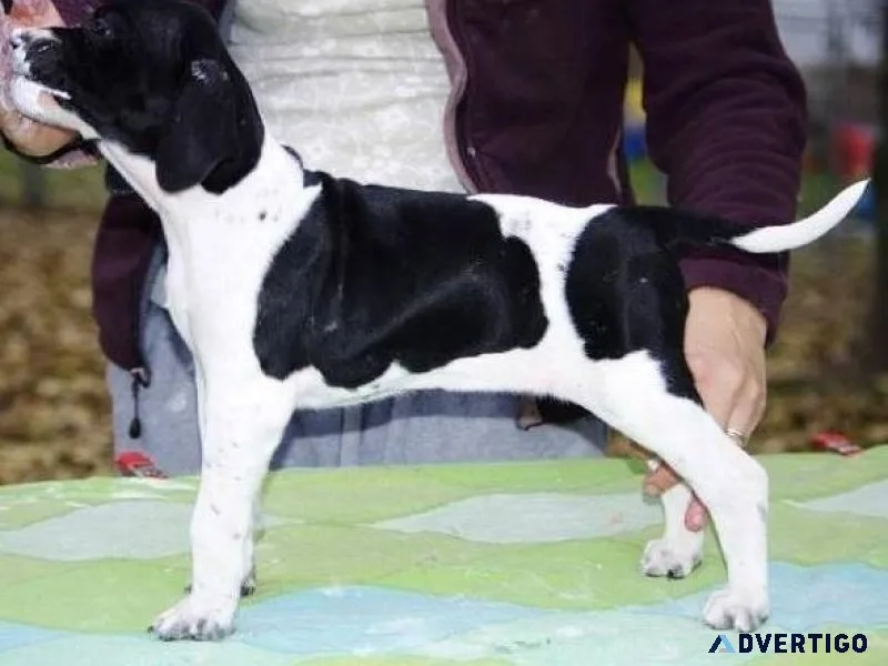 Adorable English Pointer puppies available Now