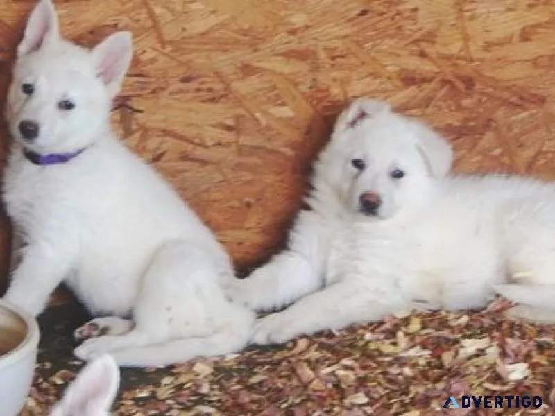 AKC reg. White Shepherd Puppies for sale