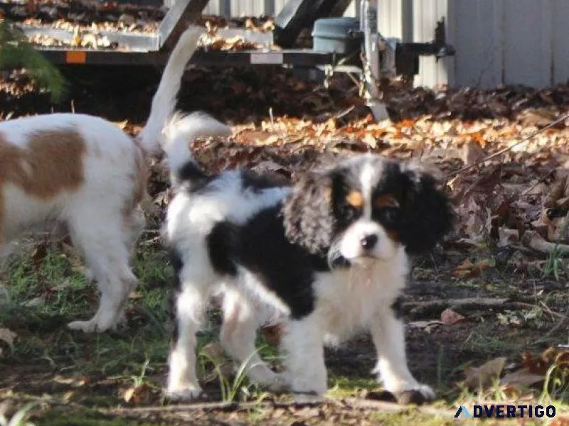 AKC Cavalier King Charles Spaniel Puppies ready