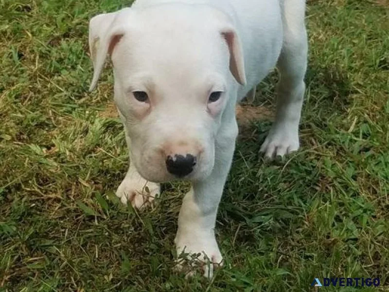 Well Socialized Dogo Argentino Puppies