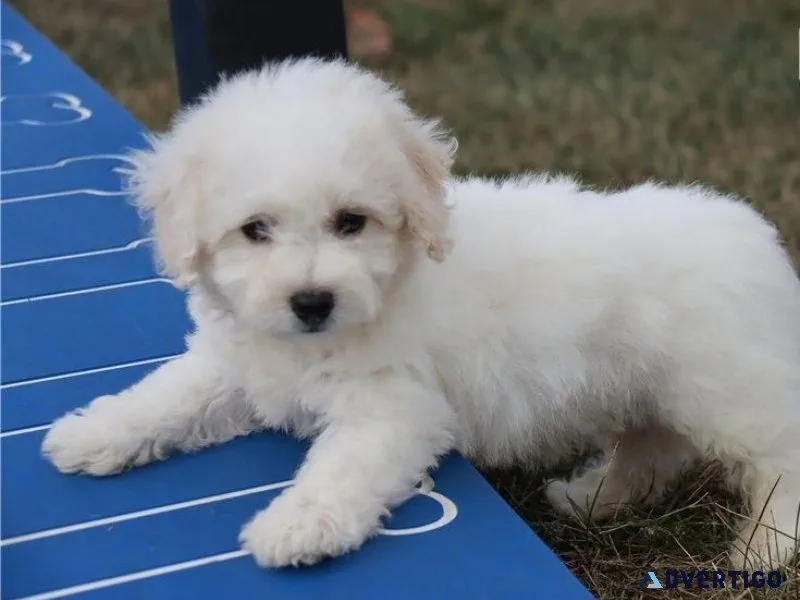 AKC Bichon Frise Puppies searching for forever homes now.