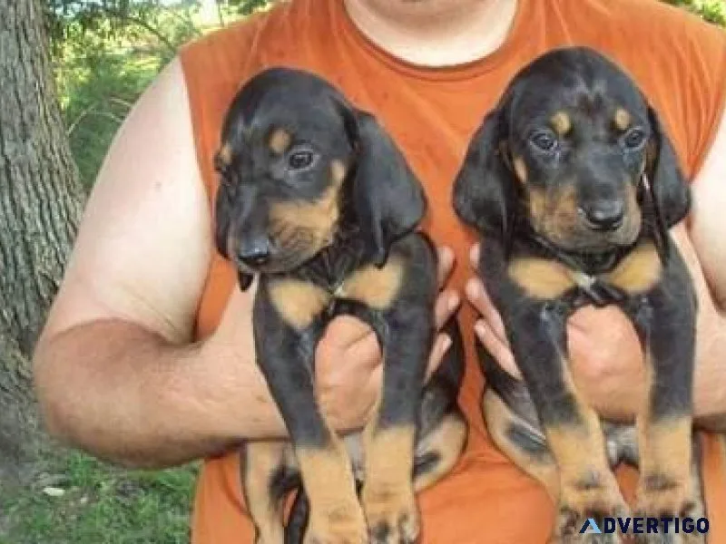 Black and Tan Coonhound Puppies searching for forever homes now