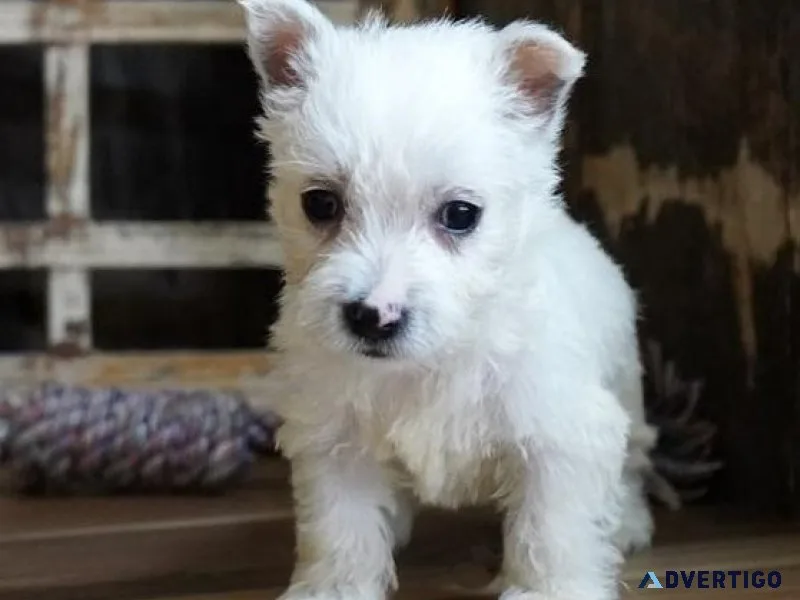 AKC male and female Westie puppies ready