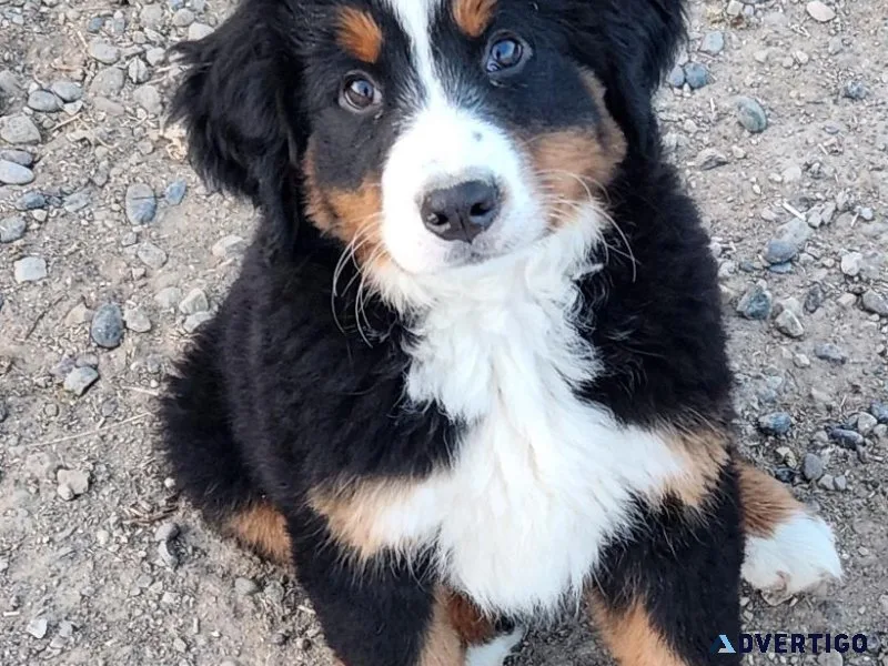 AKC Bernese Mountain Dogs