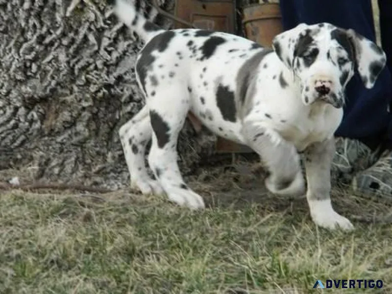 Home raised Harleqiun Great Dane Puppies