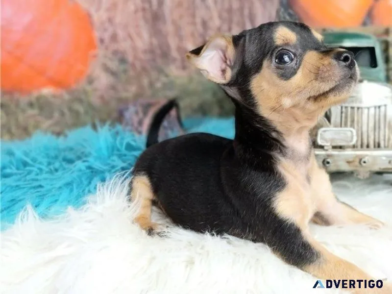 Most Adorable Chihuahua Puppies Ready