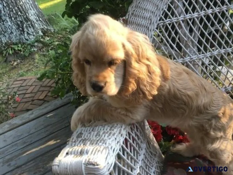 Beautiful Cocker Spaniel puppies for lovely homes.