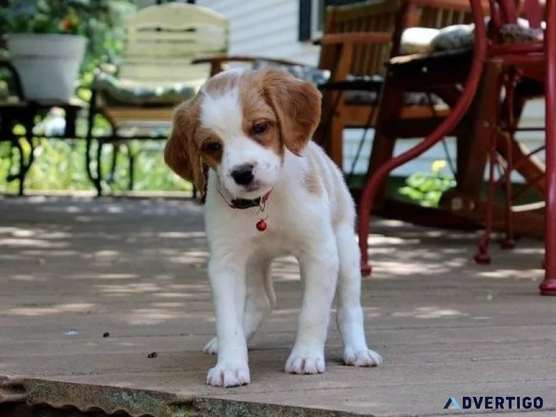 Gorgeous Brittany Spaniel puppies  ready now