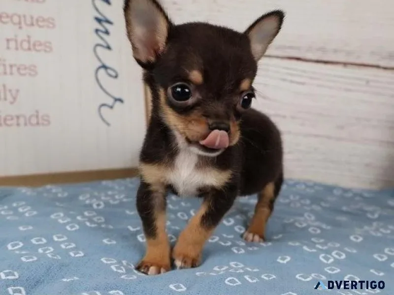 Super Cute Chihuahua Puppies ready for forever homes