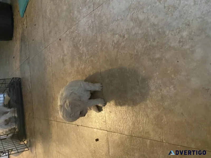 Peekapoo puppies