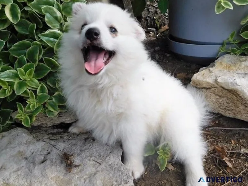 Healthy American Eskimo puppies