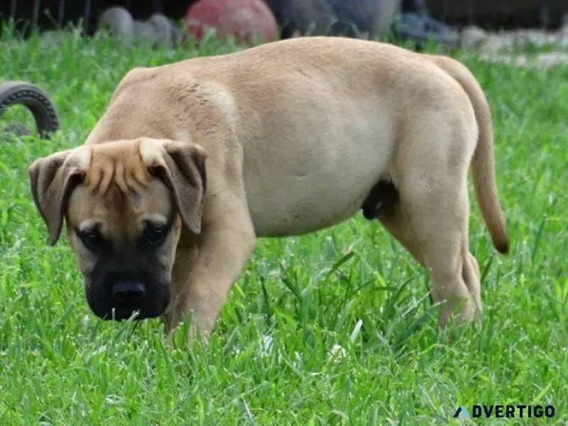 Gorgeous Bullmastiff Puppies