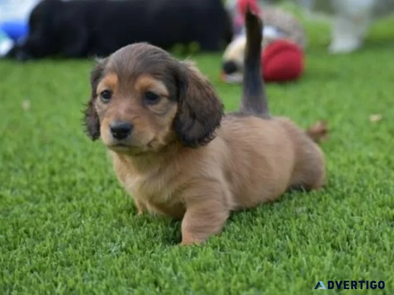 AKC Dachshund Puppies for sale