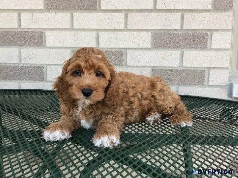 Beautiful Cockapoo puppies available now