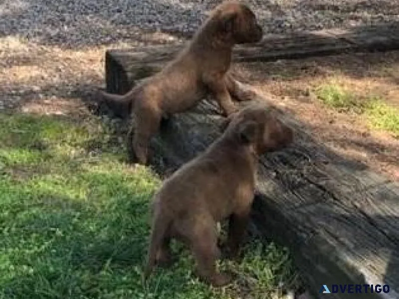 Gorgeous Chesapeake Bay Retriever Puppies ready