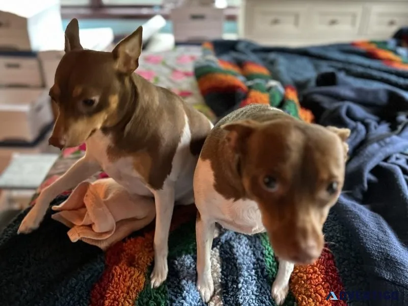 Seeking back up dog sitter
