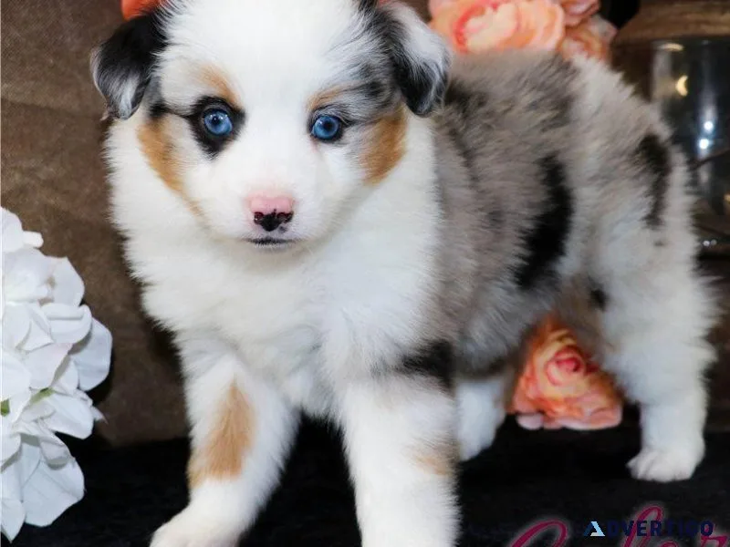 Adorable Australian Shepherd puppies