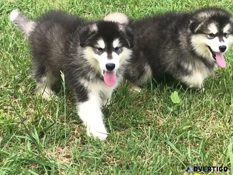 AKC reg. Alaskan Malamute Puppies for sale