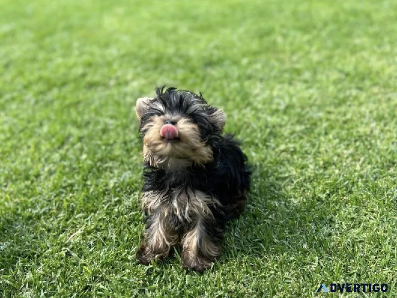 Yorkie puppies for rehoming