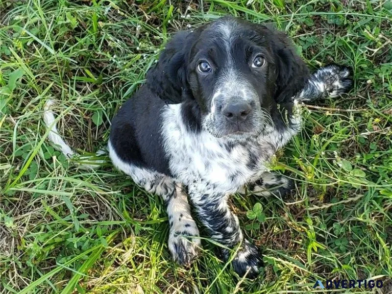 CKC English Setter Puppies For sale.