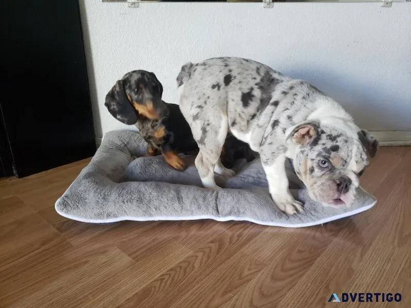 English bulldog