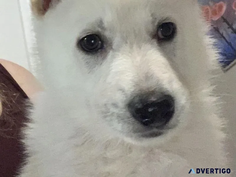White German Shepherd
