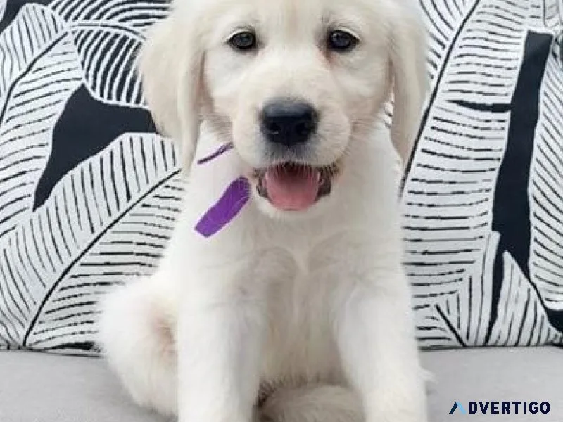 Beautiful English Golden Retriever puppies.