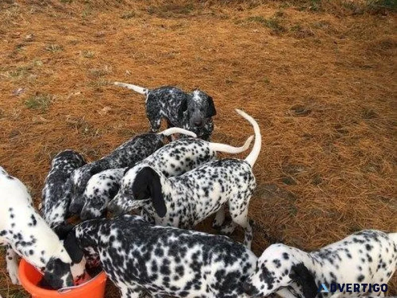New Litter Dalmatian Puppies available