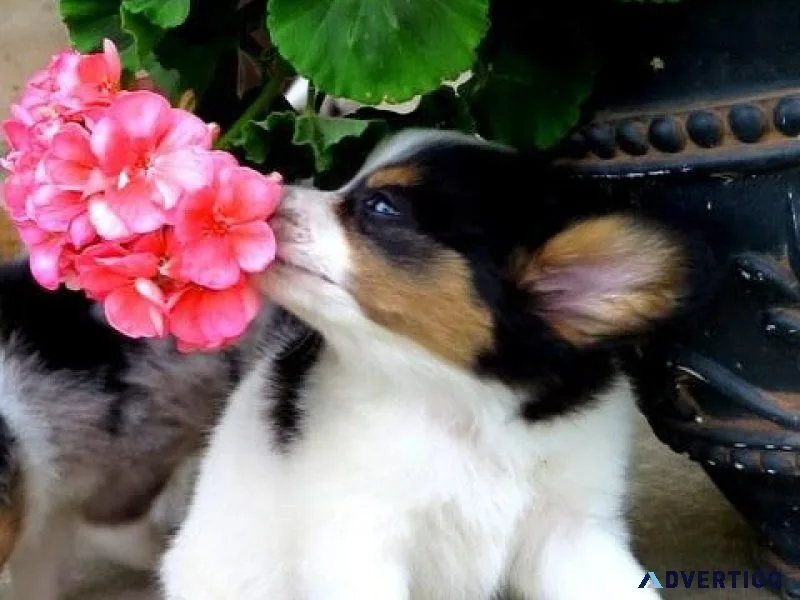 Beautiful Papillon Puppies with AKC