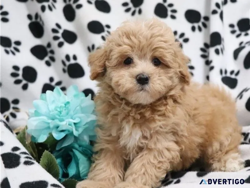 Sweet Maltipoo Puppies for sale