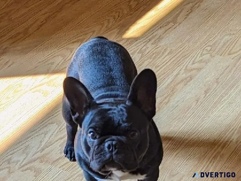 Male Frenchie