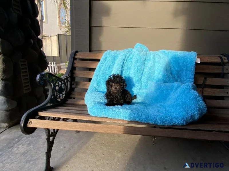 Teacup Poodle puppy male - Magnum