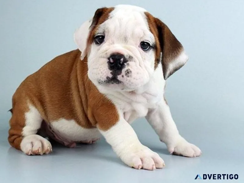 AKC Miniature English Bulldog puppies Available