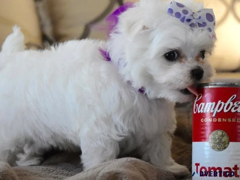 AKC Teacup Maltese puppies available