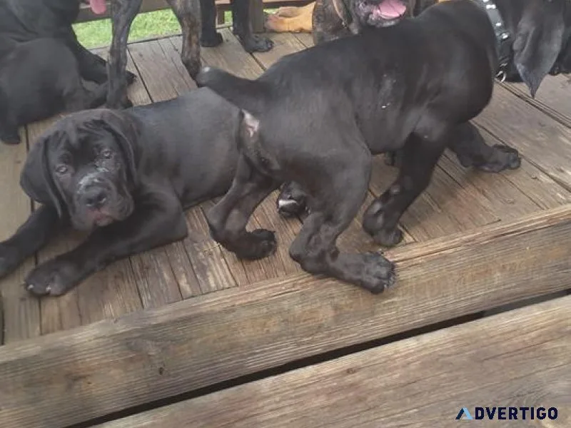 Well Socialized Cane Corso Puppies for sale